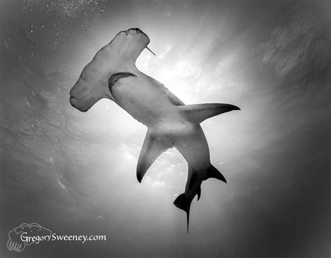 Shark black and white shark clipart black and white pencil in color ...