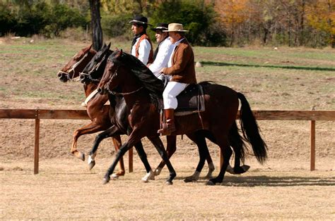 Origin of the Peruvian Paso Horse | Ampascachi