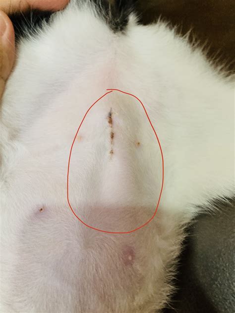 What Does A Normal Dog Spay Incision Look Like - vrogue.co