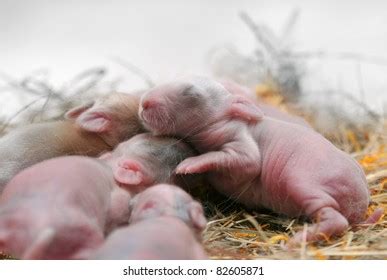 24,424 Newborn Rabbit Images, Stock Photos, and Vectors | Shutterstock