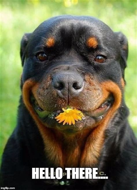 Image tagged in most funniest rottweiler in the world - Imgflip