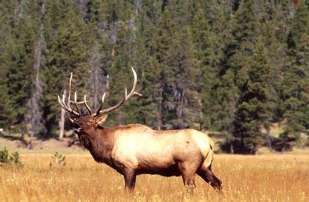 Elk - Wikipedia