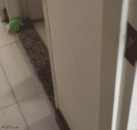 Cat-bathroom-surprised-reaction