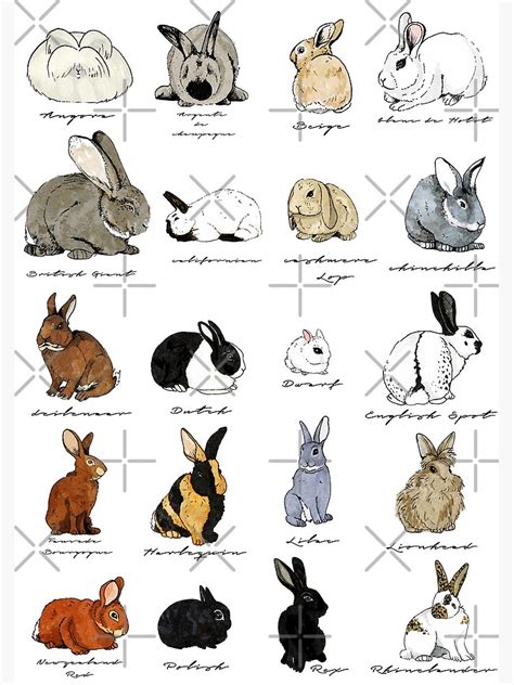 "Rabbits" Poster for Sale by katherineblower | Redbubble