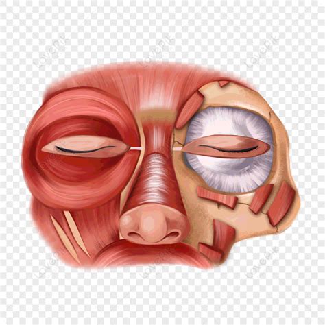 Orbital Septum Anatomy