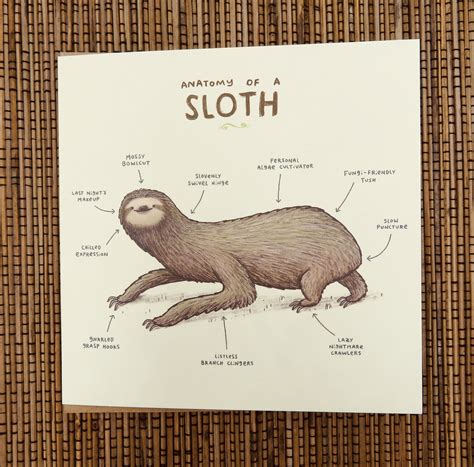 Anatomy of a Sloth Card - Etsy UK | Sloth, Cute sloth, Baby sloth