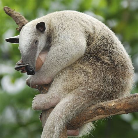 Tamandua | Animals, Baby animals, Anteater