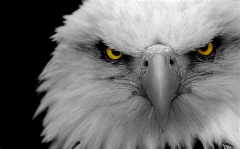 bald, Birds, Eagles Wallpapers HD / Desktop and Mobile Backgrounds