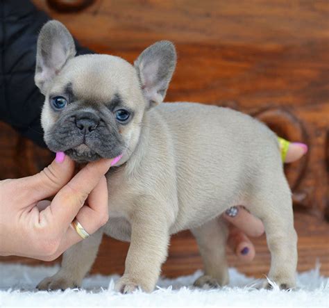 27+ Miniature Blue French Bulldog Puppies Pic - Bleumoonproductions