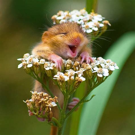 201 Smiling Animals That Will Instantly Make You Smile | Bored Panda