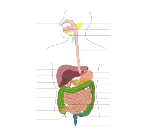 ឯកសារ:Digestive system diagram no labels arrows.svg - វិគីភីឌា