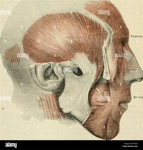 Triangularis Anatomy