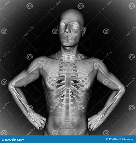 Human Bones Radiography Scan Image Stock Illustration - Illustration of biology, joint: 43902761