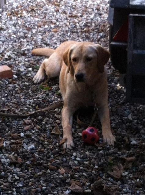 Labrador retriever Zuma - Billeder af hunde - Uploaded af Maria R