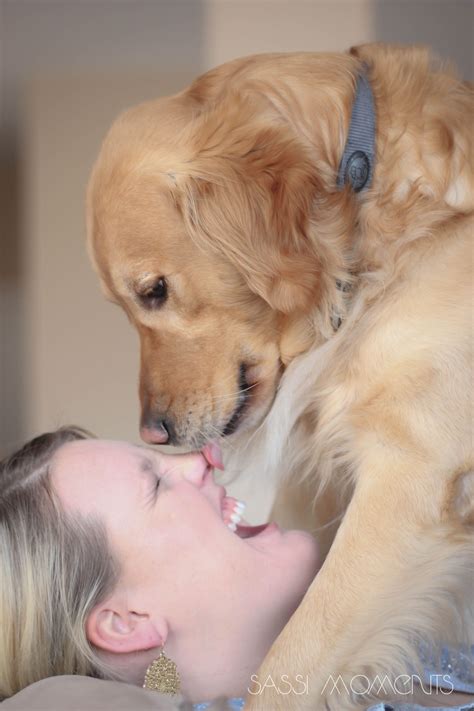 Golden Retriever love. Golden Retriever licks. Puppy love. Puppy kisses ...