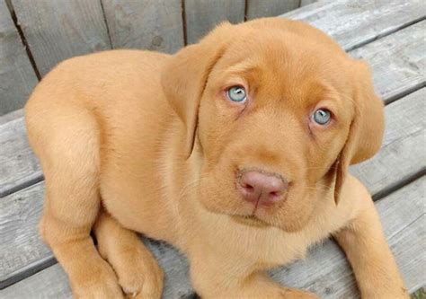 Red Lab Puppies, Lab Puppy, Cute Puppies, Cute Dogs, Funny Dogs ...