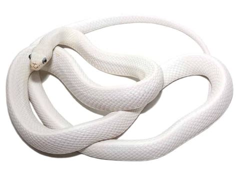 Leucistic Texas Rat Snake For Sale - Upriva Reptiles