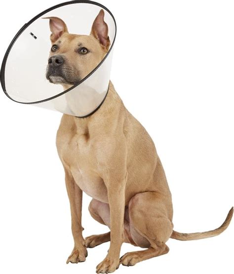 Are Elizabethan Collars Safe For Dogs