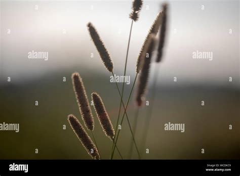 Grass in the sunlight Stock Photo - Alamy