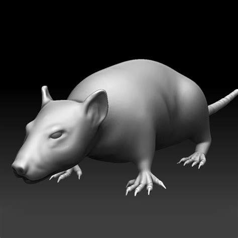 3d rat model