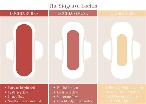 4 Weeks Postpartum Bleeding: What’s Normal and What’s Not – The Mom Love Blog