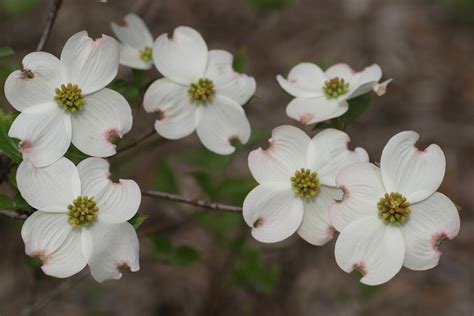 dogwood flowers - SevenPonds BlogSevenPonds Blog