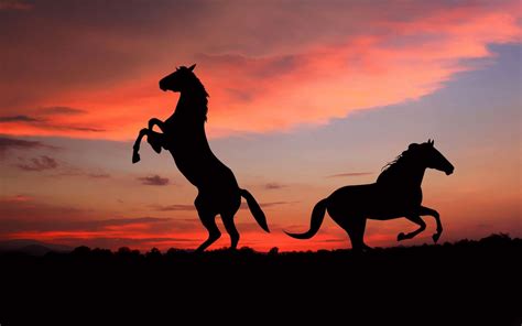 Horse silhouette shadow sunset-Grassland animal HD.., two silhouette of ...