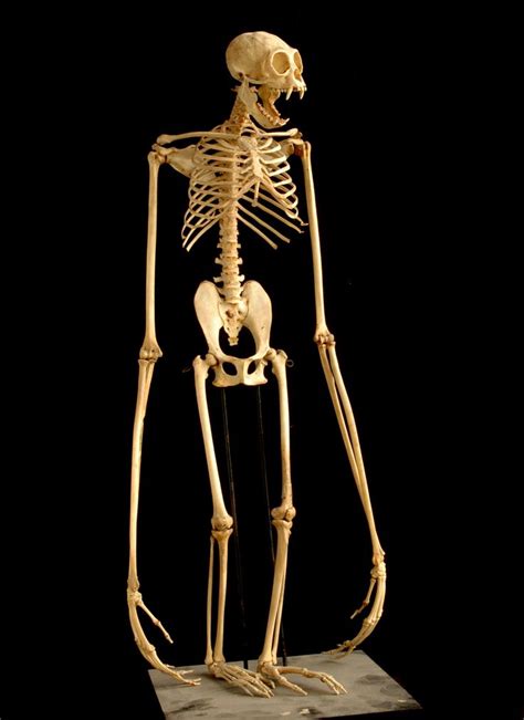 Gibbon Skeleton. : r/pics