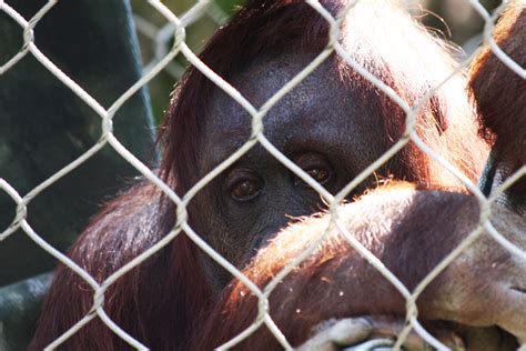 Sad Orangutan | Ever feel like this? | Rennett Stowe | Flickr