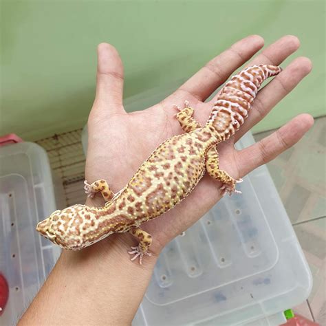 Super giant leopard gecko on hand | Leopard gecko, Leopard gecko morphs, Leopard gecko cute