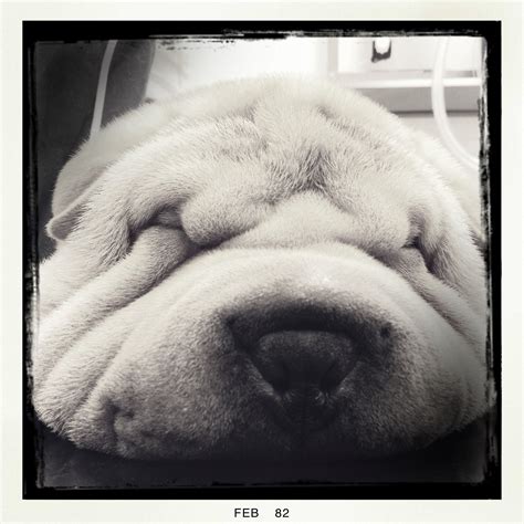 Shar-pei wrinkles