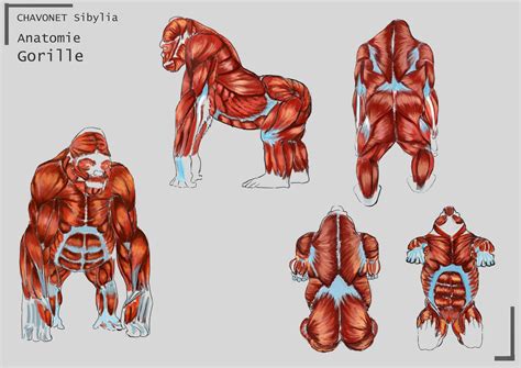 gorilla muscle anatomy - Google Search | Shadow creatures, Muscle ...