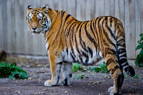 File:Captive Siberian tiger - Copenhagen Zoo, Denmark.jpg - Wikimedia Commons