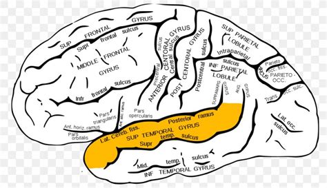 Inferior Frontal Gyrus Superior Frontal Gyrus Frontal Lobe Middle Frontal Gyrus, PNG, 992x573px ...