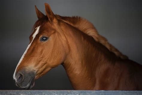 New Jersey may create a special license plate honoring the state animal, the horse | PhillyVoice