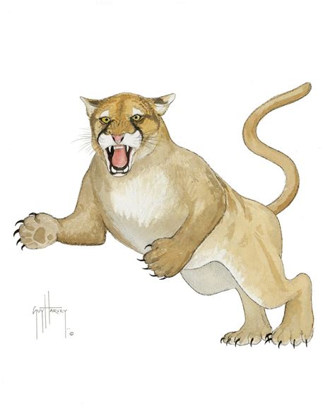 Florida Panther Drawing at PaintingValley.com | Explore collection of ...