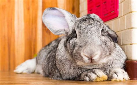 Continental Giant Rabbit: Info, Traits, Pictures, and Facts