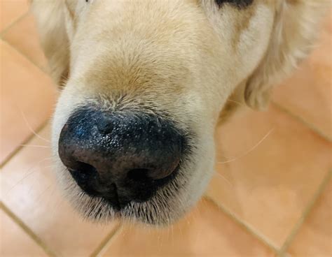Does your dog have a dry, crusty nose? — CANINE WORKS