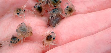 Shining the Light on Baby Crabs | Hakai Magazine