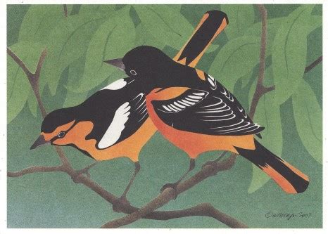 Baltimore and Bullock’s Orioles Notecard NC257 | Crane Creek Graphics