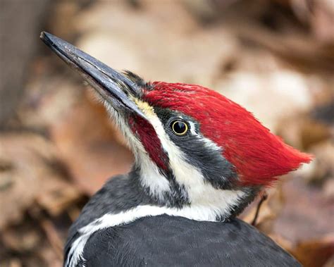 Woodpeckers In Kentucky: 9 Species You Should Be Looking For