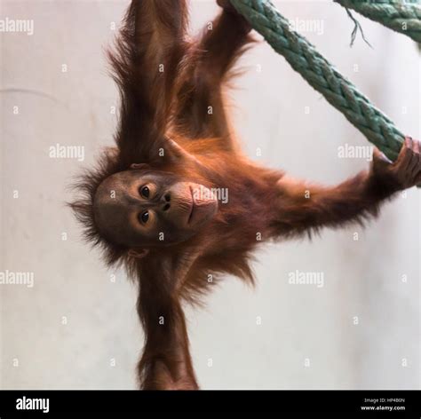 Cute baby orangutan playing Stock Photo - Alamy