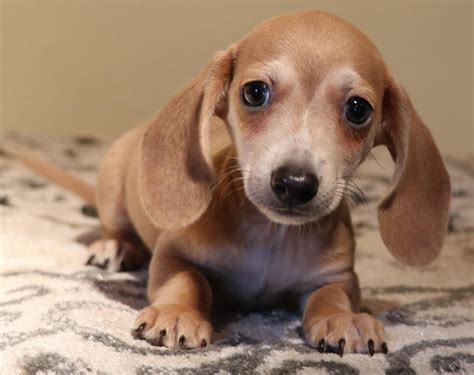 29+ Miniature Dachshund Puppies For Free Photo - Bleumoonproductions