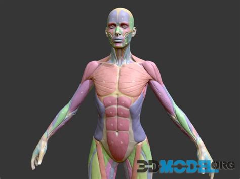 3D Model – Ecorche Female Musclenames Anatomy (PBR)