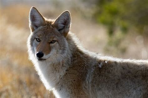 The Wildlife of Bryce Canyon National Park - Animals Network