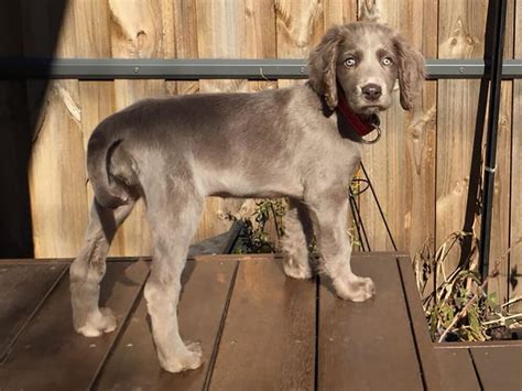 The Unique Long-Haired Weimaraner | UKPets