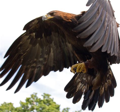 File:Golden Eagle in flight - 5.jpg - Wikimedia Commons