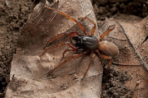 Woodlouse Spider - Key Facts About Woodlouse Spider