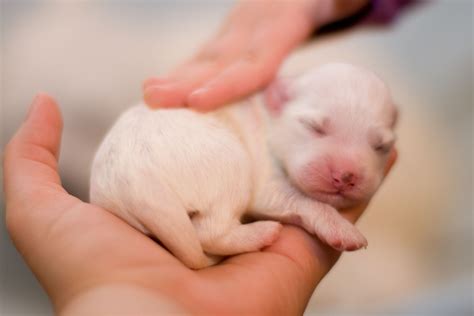 How Many Days Till Pitbull Puppies Open Their Eyes