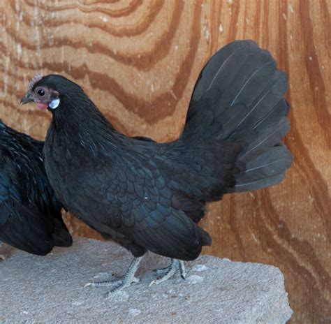 Black Dutch Bantam hen | BackYard Chickens - Learn How to Raise Chickens